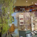 MT MORGAN DISPLAY&nbsp;019